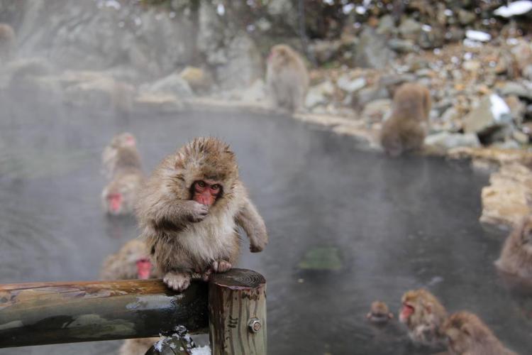 NOZARU ONSEN HOSTEL