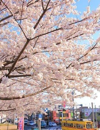 Sakura Apartment in Tokyo 530294