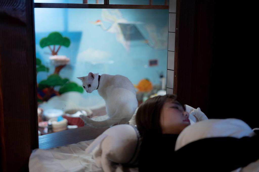 Cat Spa & Cat Ryokan by Neco Republic Osaka