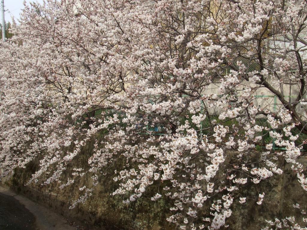 Kyoto Narutaki Keisenso