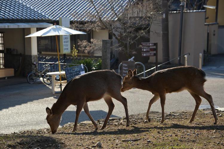 The Deer Park Inn