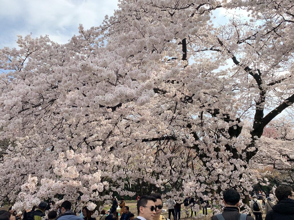 Sakura Hotel Nippori