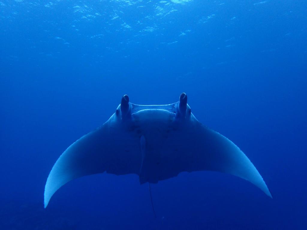 Ishigakijima Guesthouse and Diving Seacoro