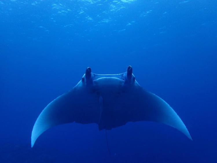 Ishigakijima Guesthouse and Diving Seacoro