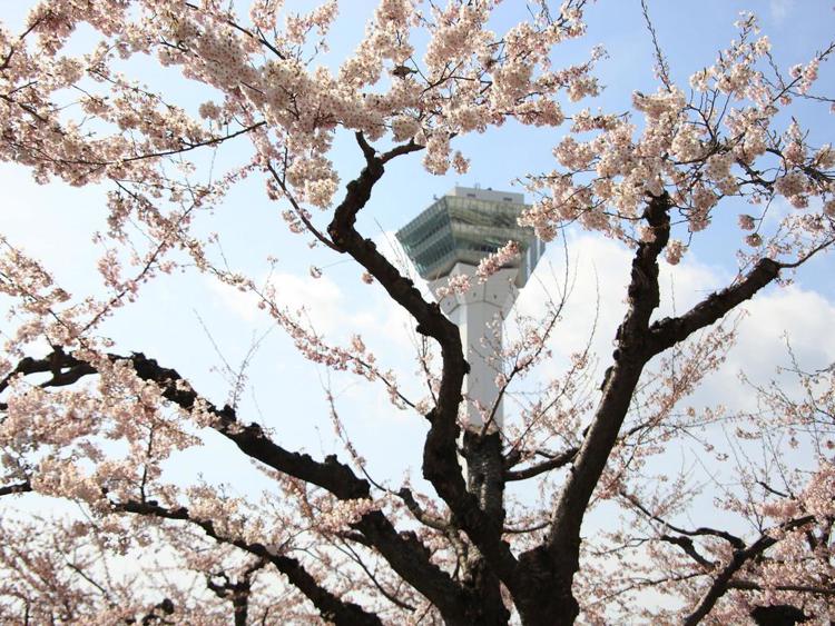 Bourou Noguchi Hakodate