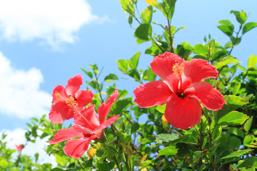 Stay PLUMERIA Arles / Boulogne