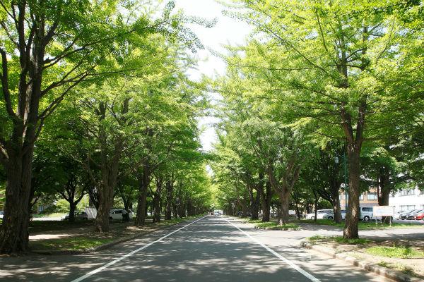 Service Apartment Sapporo N17 506