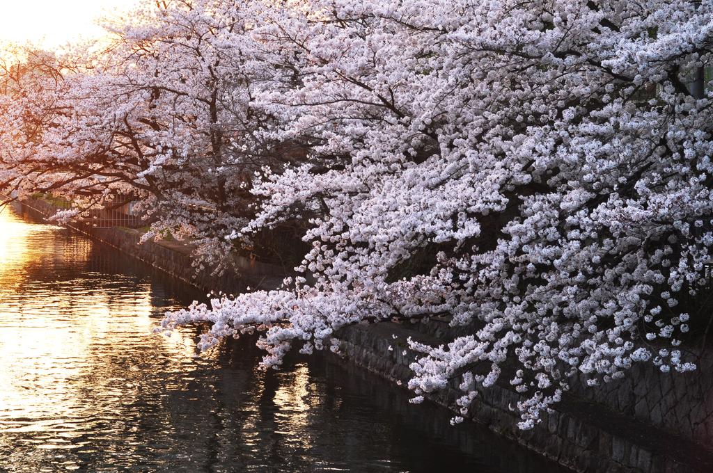 Kamo River Machiya Halo House