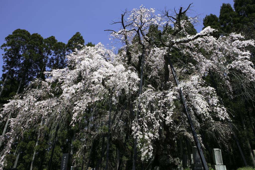 Ryokan Warabino