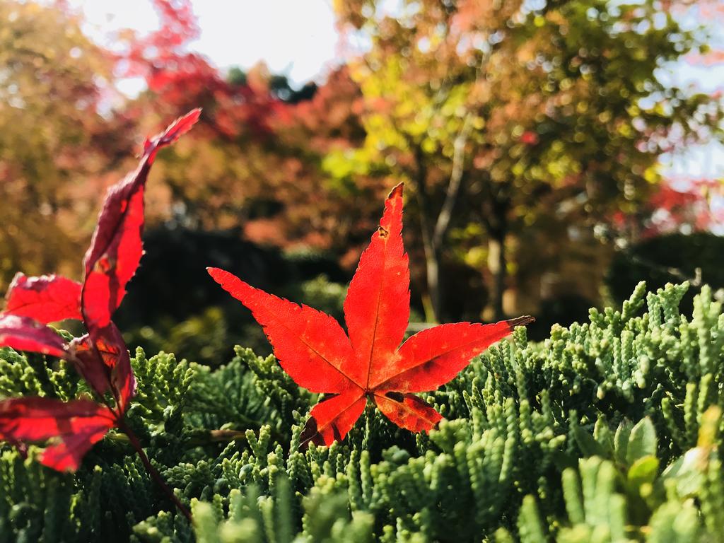 NARA japanese garden villa