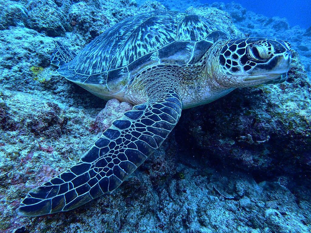 Ishigakijima Guesthouse and Diving Seacoro