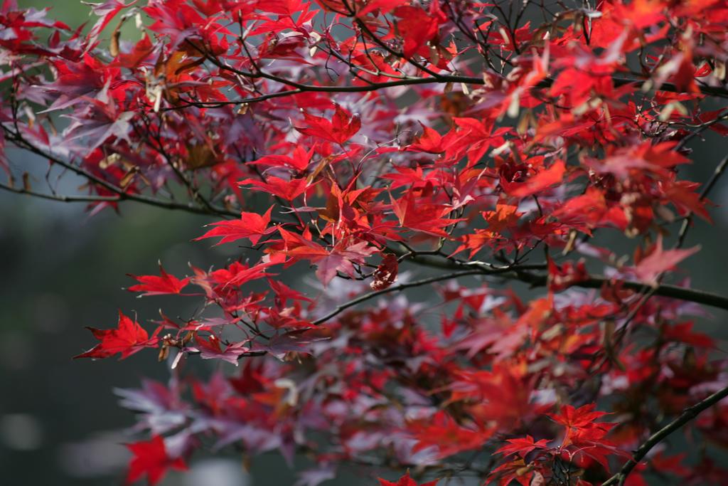 Hotel Chinzanso Tokyo