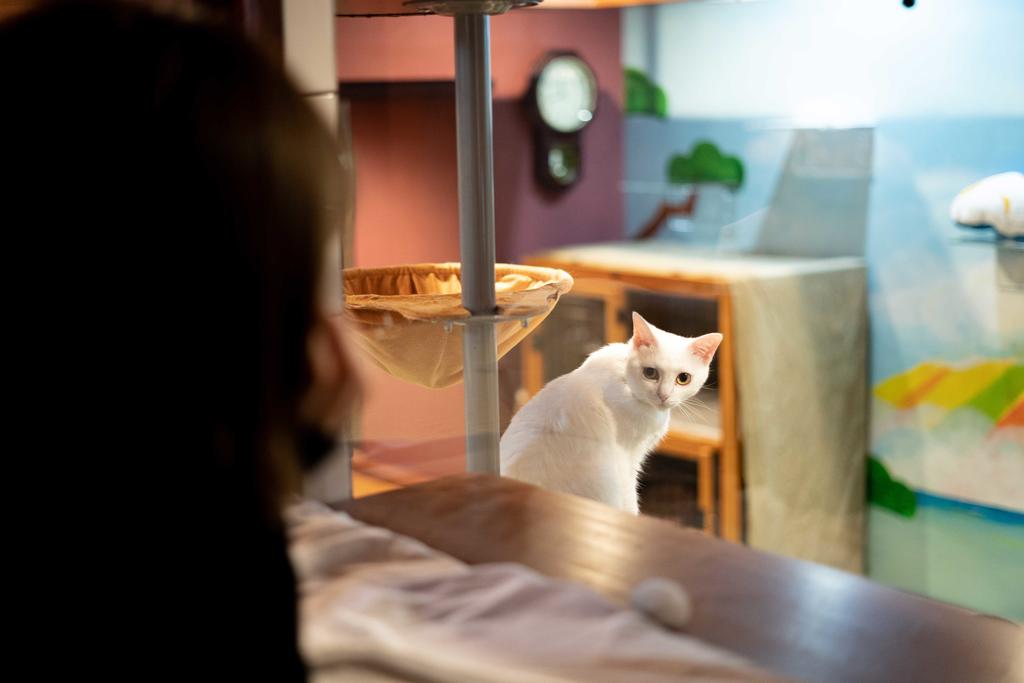 Cat Spa & Cat Ryokan by Neco Republic Osaka