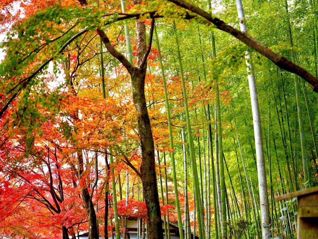 Kyoto Yadomachi Nishijin