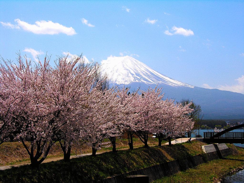 Guesthouse Sakuya