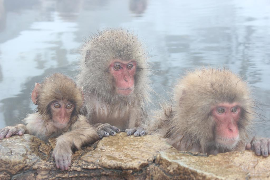 NOZARU ONSEN HOSTEL