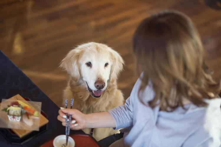 Izumigo Izukogen Dog Paradise Hotel