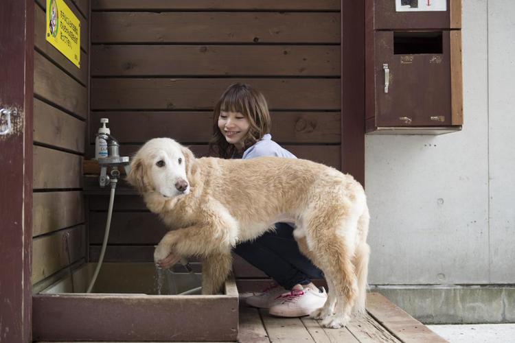 Izumigo Izukogen Dog Paradise Hotel