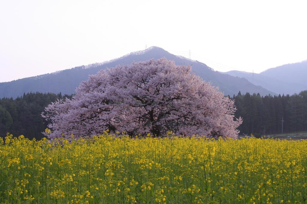 Ryokan Warabino