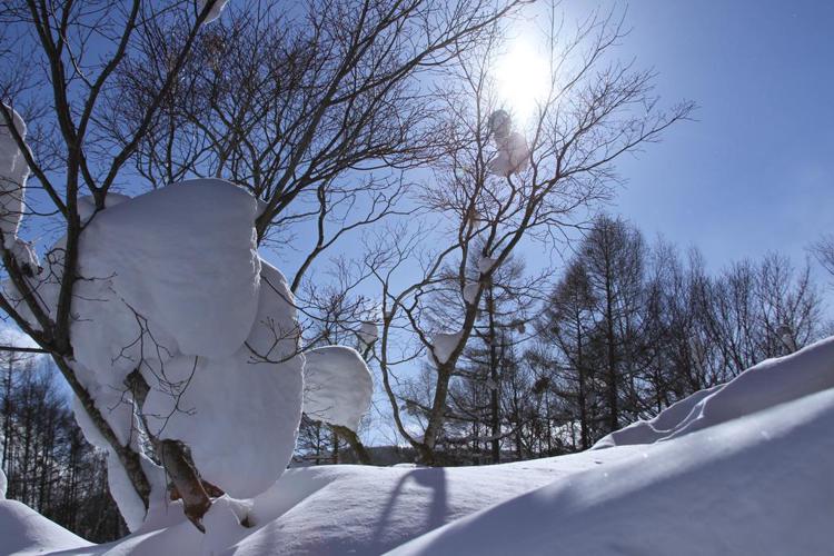 Niseko Freedom Inn