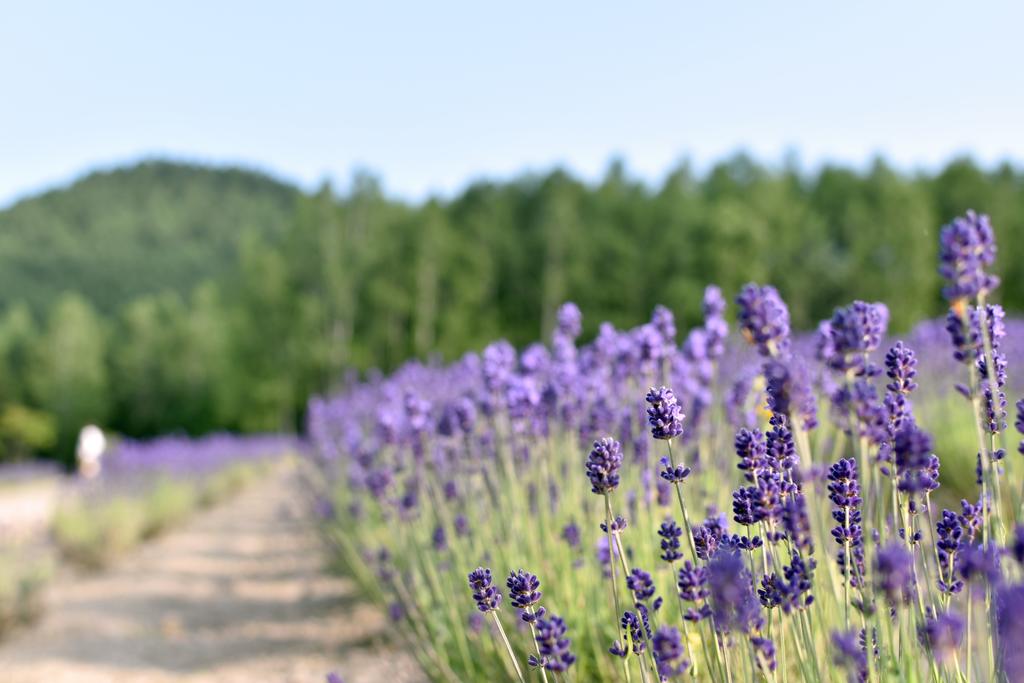 Highland Furano