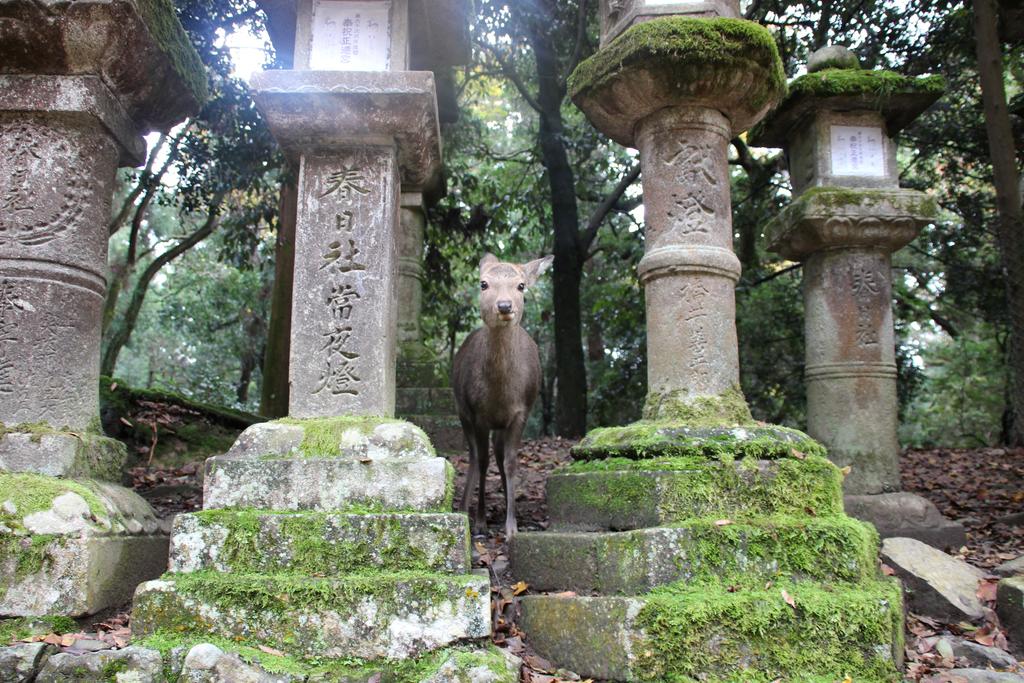 HARUYA Naramachi