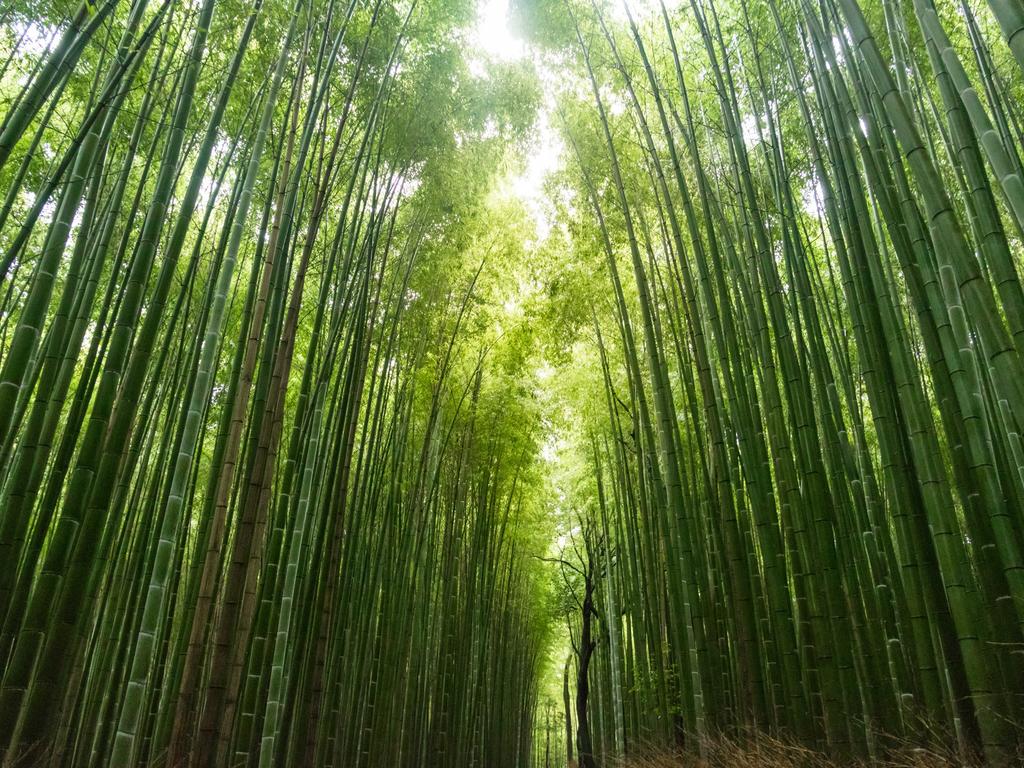 STAY KIYOMIZU GOJO