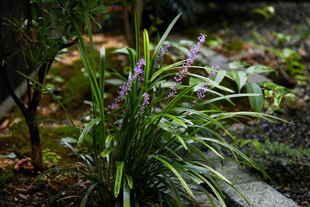 HANARE KYOTO Nijoshikibu-an