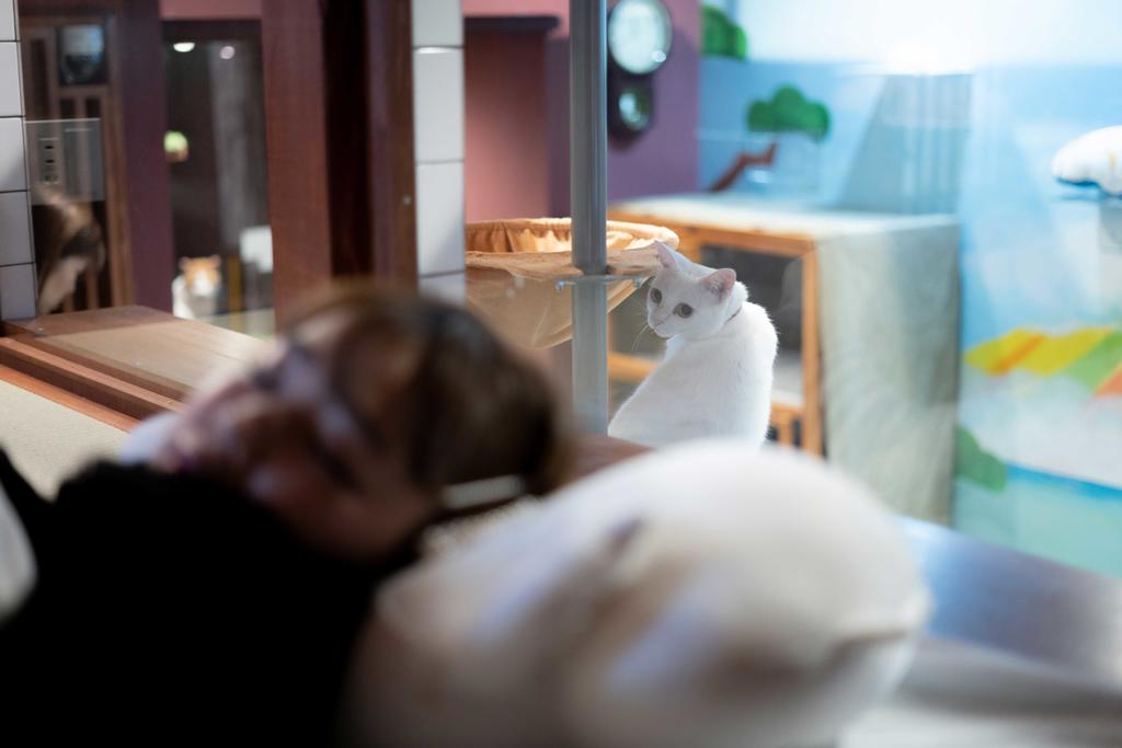 Cat Spa & Cat Ryokan by Neco Republic Osaka