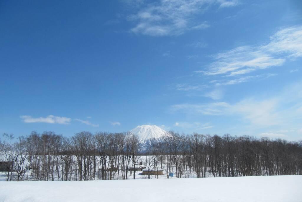 Tree Shell Niseko