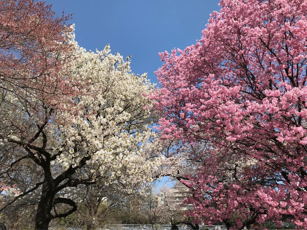 Sakura Cross Hotel Ueno Okachimachi