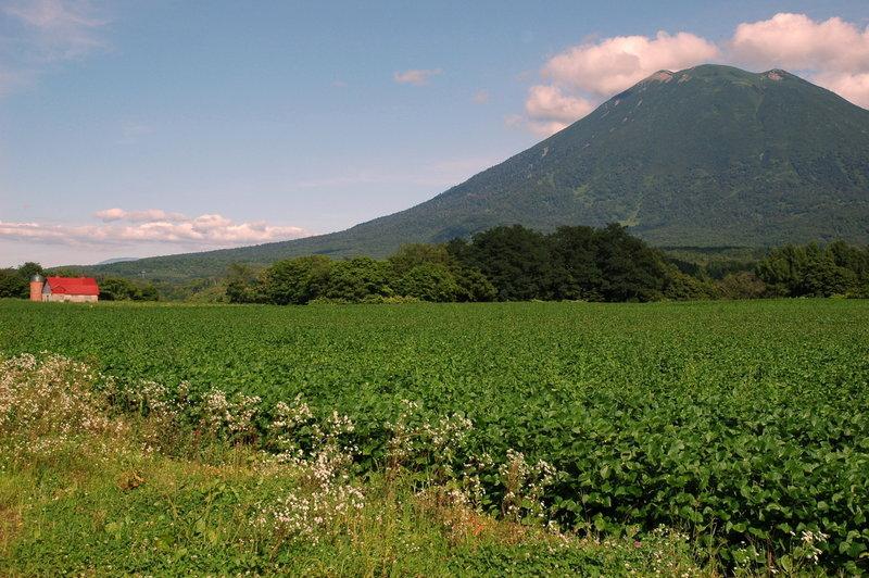 Niseko Freedom Inn