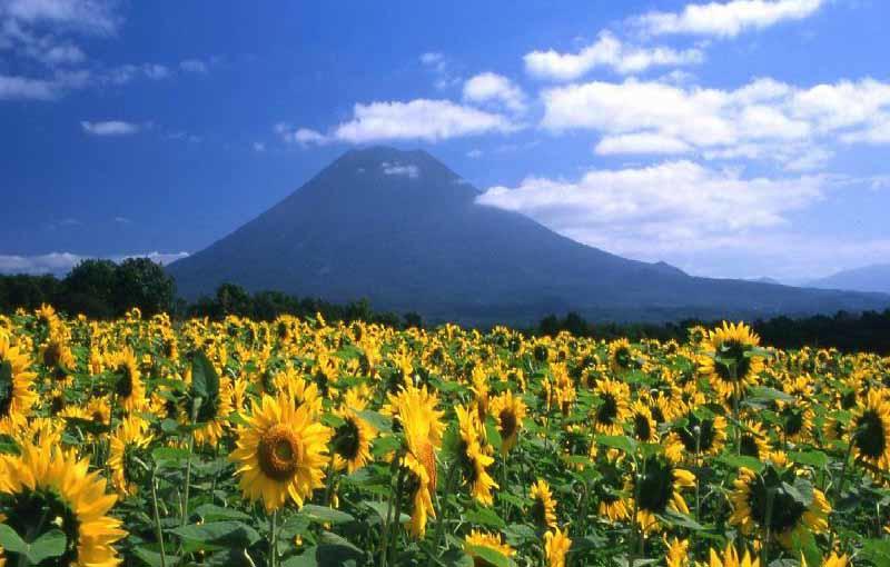 Niseko Prince Hotel Hirafutei