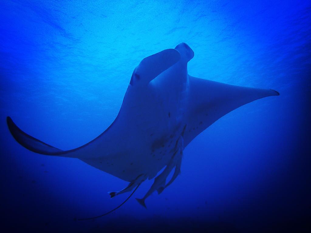 Ishigakijima Guesthouse and Diving Seacoro